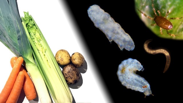 'What Hides In Your Food - Vegetables Under The Microscope'