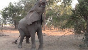 'Hungry Elephant Eats from Trees'