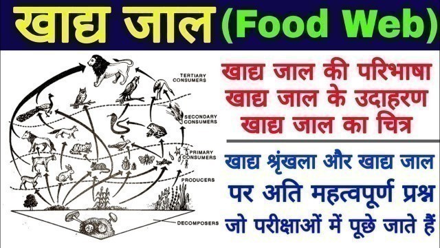 'खाद्य जाल (Food Web)| food web in hindi | food web definition, examples, diagram | khadya jaal'