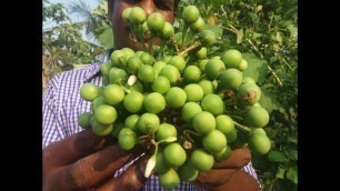 'Cooking Turkey Berry Gravy In My Village - Sundakkai Kulambhu - Food Money Food'