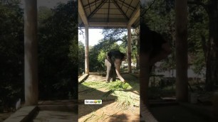 'elephant eating food such a cute'