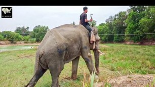 'Mahout bring elephant to find food | Giant elephant enjoy walking'