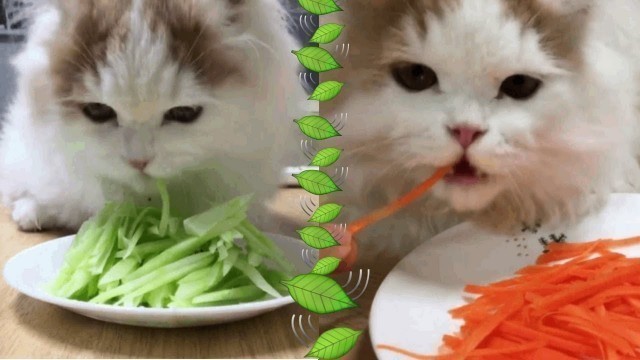 'This Munchkin Cat Eats Fruits And Vegetables'