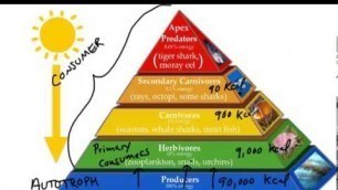 'Energy Pyramid'