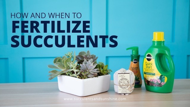 'How and When to Fertilize Succulents | And What Fertilizers to Use'