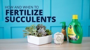 'How and When to Fertilize Succulents | And What Fertilizers to Use'