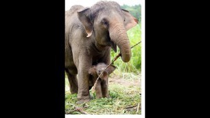 'Elephant Eating Sugarcane | How Much Food Does a Thai Elephants | What do elephants eat'