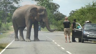 'Wild elephant waiting for food !'