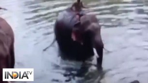 'Pregnant elephant lost its life allegedly after eating pineapple filled with crackers'