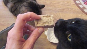 'Cats Try Reconstituted Primal Raw Freeze Dried Cat Food'