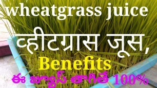 'wheatgrass 100% How to Increase Blood And Increase Hemoglobin दुबा घास'