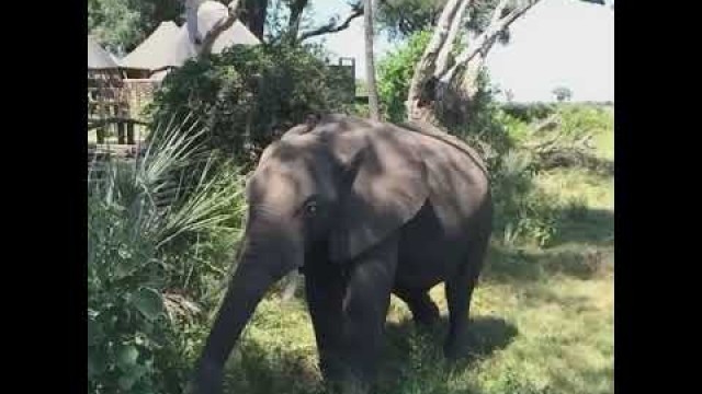 'The  Elephants Lifestyle | Elephant eating a  vegetarian food'