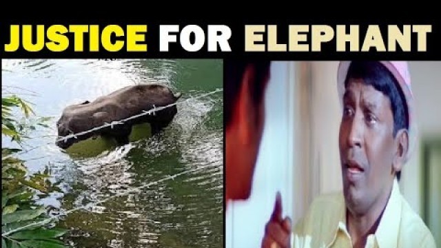 'PREGNANT ELEPHANT DIED FOR EATING CRAKER FOOD - RG TROLLS AND GAMING'