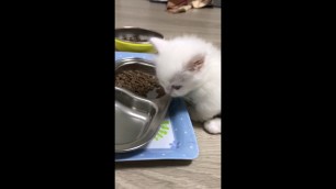 '먼치킨 숏레그 심바의 첫 건사료 Munchkin Shortleg Simba\'s first dry food'