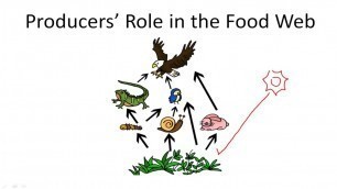 'Producers; Role in the Food Web'