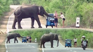 'The wild elephant waiting for food !'