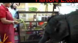 'Elephant eats inside FitiniCAFE.com coffee shop in Thailand'