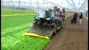 'Amazing New Radish Combine Harvesting Machines  ---Creative Ideas!'