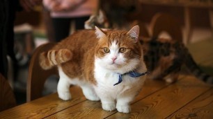 'How to Care for a Munchkin Cat - Keeping Your Munchkin Cat Healthy'