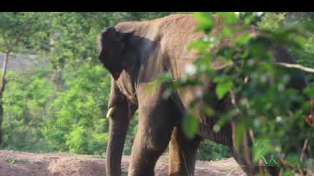 'Elephant Eating Food in the Forest | Wild Animals HD Video'