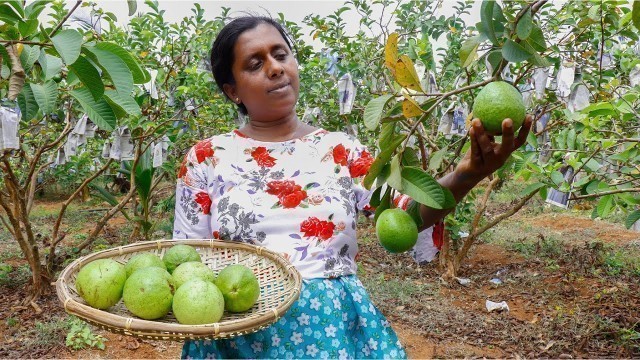 'Today I am going to make some delicious Guava recipe.Guava juice.Guava curry .village kitchen recipe'