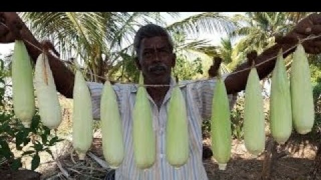 'Cooking Fresh Maize (Corn) in My Village 2 Varieties Food Money Food'