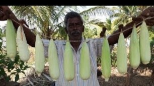 'Cooking Fresh Maize (Corn) in My Village 2 Varieties Food Money Food'