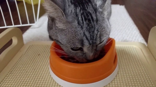 '【マンチカン】 今日の猫のおやつはモンプチ Food is eaten Munchkin Cat'