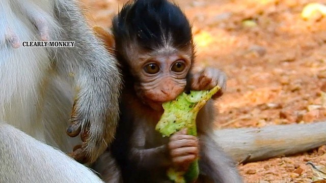 'Baby Anissa being combine food for daily life, That is good for health and avoid from mom discipline'