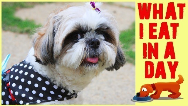 'Shih Tzu\'s Diet | What Flurry Eats In A Day | Meal Plan for Shih tzu | Home Cooked Meal for dogs