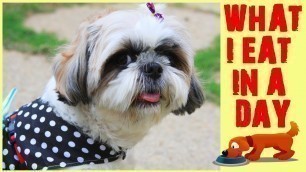 'Shih Tzu\'s Diet | What Flurry Eats In A Day | Meal Plan for Shih tzu | Home Cooked Meal for dogs