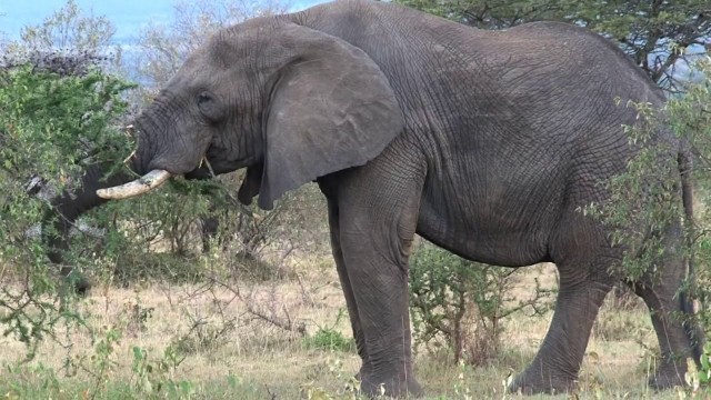 'Animal , Pet  &  Wildlife : Elephant Eating Leaves'