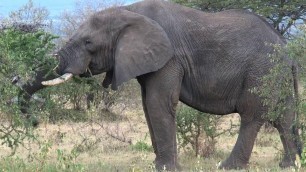 'Animal , Pet  &  Wildlife : Elephant Eating Leaves'