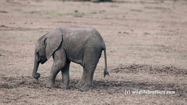 'very cute baby elephant struggling with getting food'