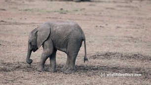 'very cute baby elephant struggling with getting food'