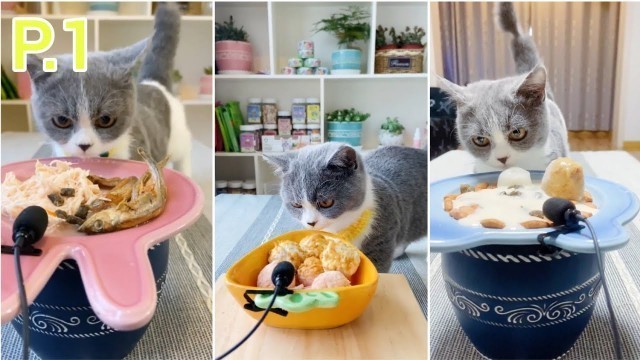 'Mèo Munchkin Review Thức Ăn Cho Mèo - Cat Review Food Cats - Cat ASMR Mukbang - Phần 1'