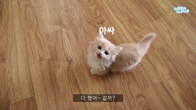 '배고파서 밥 달라는 아기고양이'