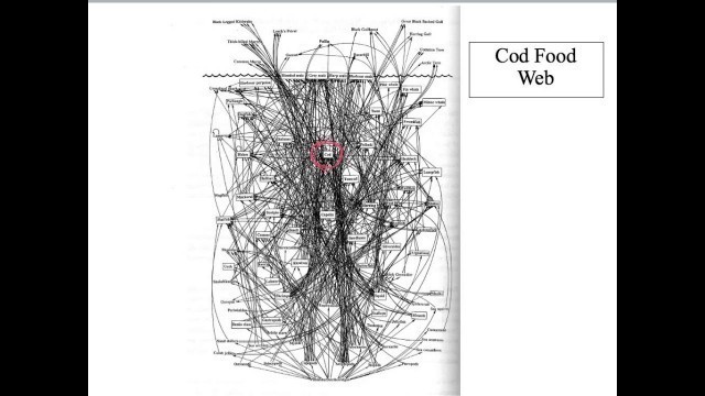 'Bio 502 - Food webs & Biodiversity'