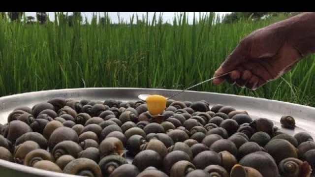 'WHAT? Egg Stuffed Snails - Snails Stuffed with Egg Curry - MY MONEY MY FOOD'