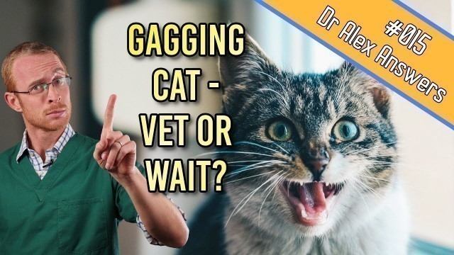 'Why is My Cat Gagging (the cause could be deadly!) - Cat Health Vet Advice'