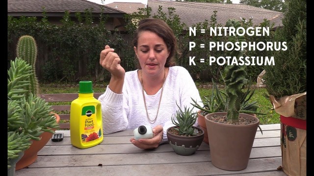 'The right way to fertilize your succulents (or not)'