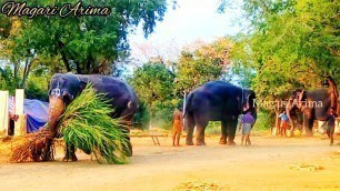 'யானை பண்ற வேலைய பாருங்க | elephant video | elephant | elephant funny | elephant eating food'