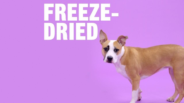 'The 411 on Freeze Dried Dog Food & Treats | Chewy'