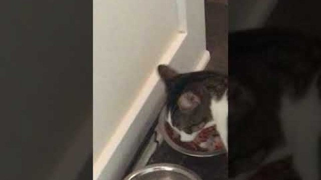 'Cute 11 Month Old Kitty Eating Food!'