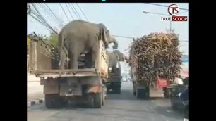 'Elephant Eats Sugarcane From Truck. Video Goes Viral'