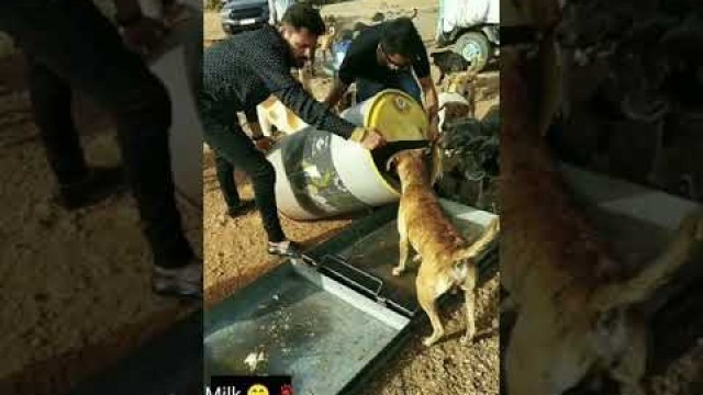 'Feeding milk to street dogs 