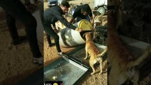 'Feeding milk to street dogs 