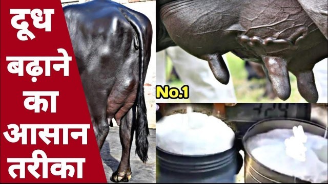 '25 KG दूध वाली भैंस का Perfect Diet Plan || How to Earn Maximum Milk'