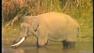 'Elephant eating fish: first non-vegetarian pachyderm!'