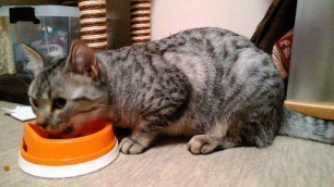 '【マンチカン】 成長した子猫　えさの時間 Food is eaten Munchkin Cat'